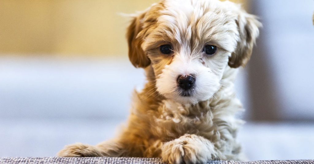 Free Dog Stuff 30+ Dog Freebies for Your Fur Baby DealTrunk