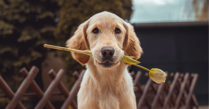 Free Dog Treats