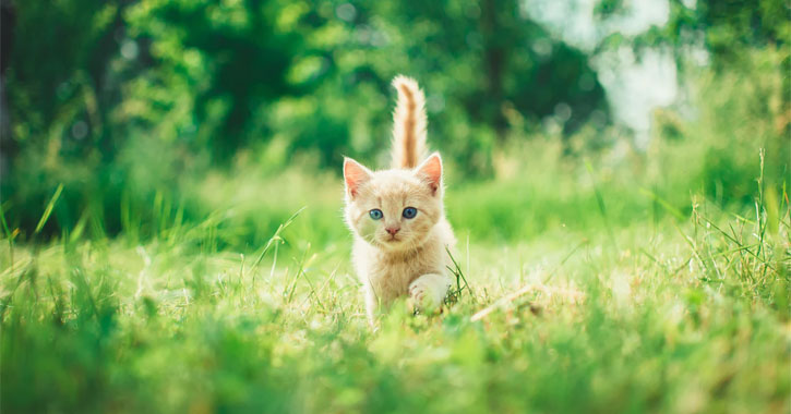 無料の猫のもの